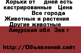   Хорьки от 35 дней есть кастрированные › Цена ­ 2 000 - Все города Животные и растения » Другие животные   . Амурская обл.,Зея г.